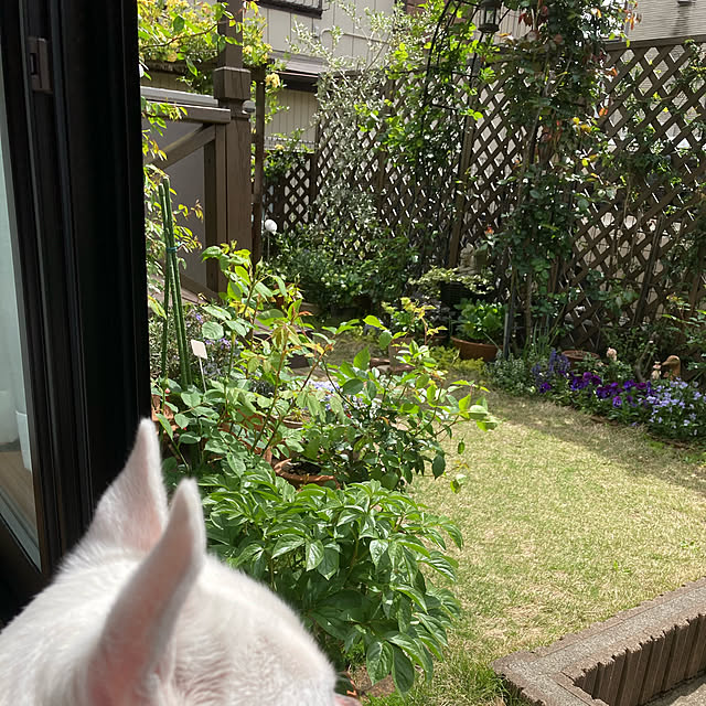 gin_mamaさんの実例写真