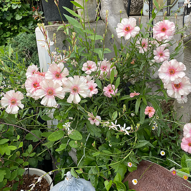 shiropenguinさんの実例写真