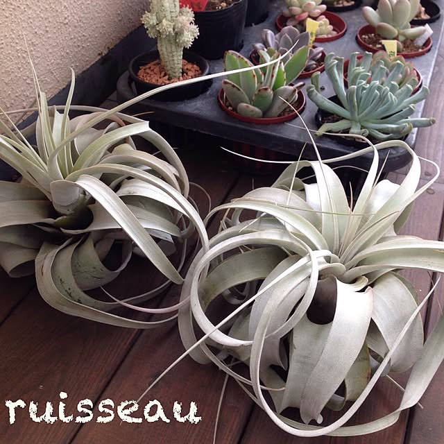 ruisseauさんの実例写真