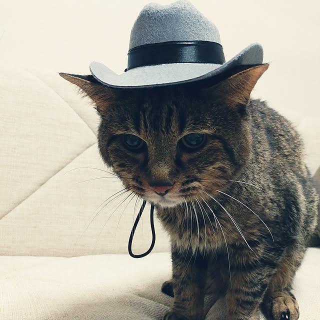 kittenblueさんの実例写真