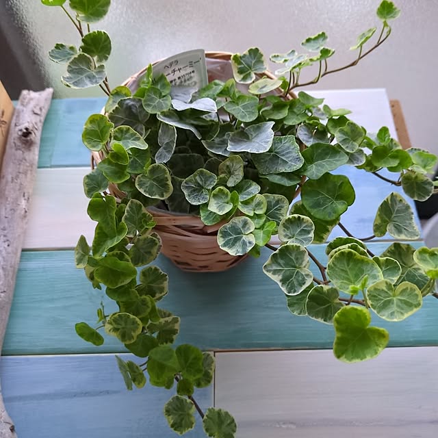 REI.DIYさんの実例写真