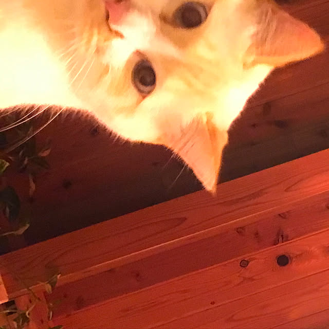 sakurasakuさんの実例写真