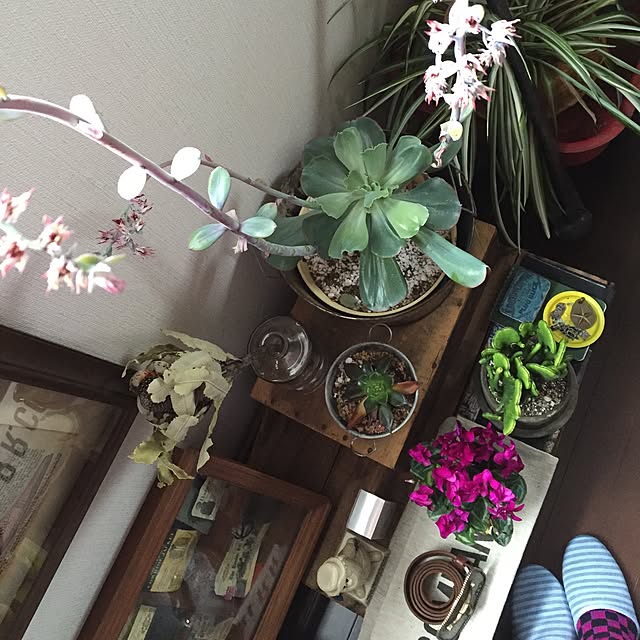 tsuyopipさんの実例写真