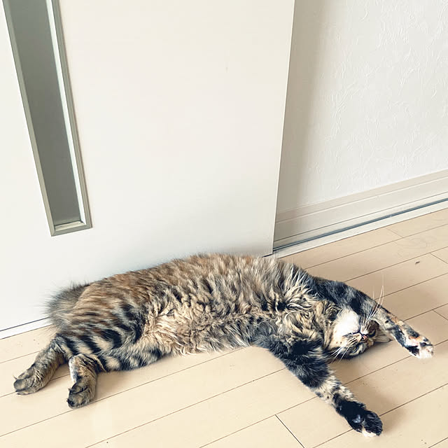 gachaさんの部屋