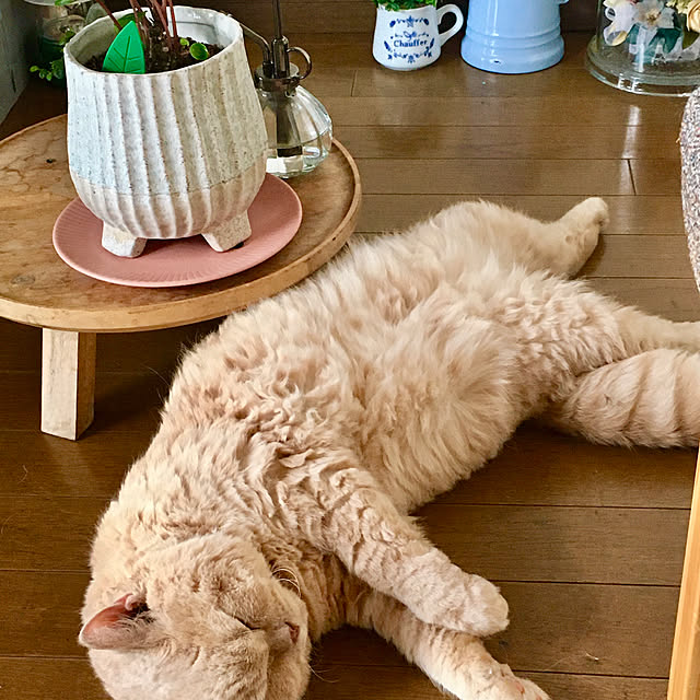 naokoさんの実例写真