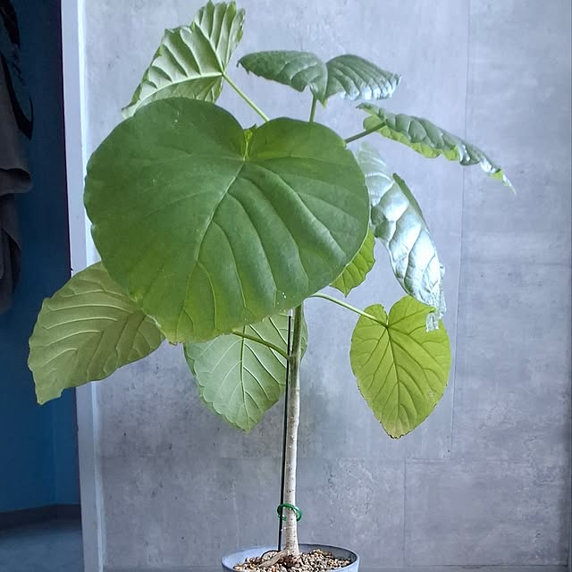 noaさんの実例写真