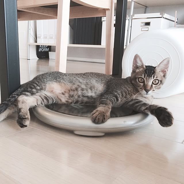 Reikoさんの実例写真