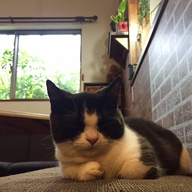 butachanさんの実例写真