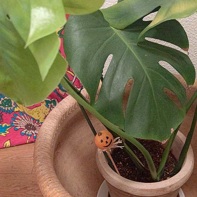 玄関/入り口/観葉植物/ハロウィンのインテリア実例 - 2021-10-31 18:01:21