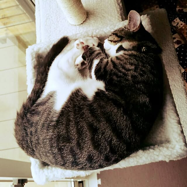 実例写真