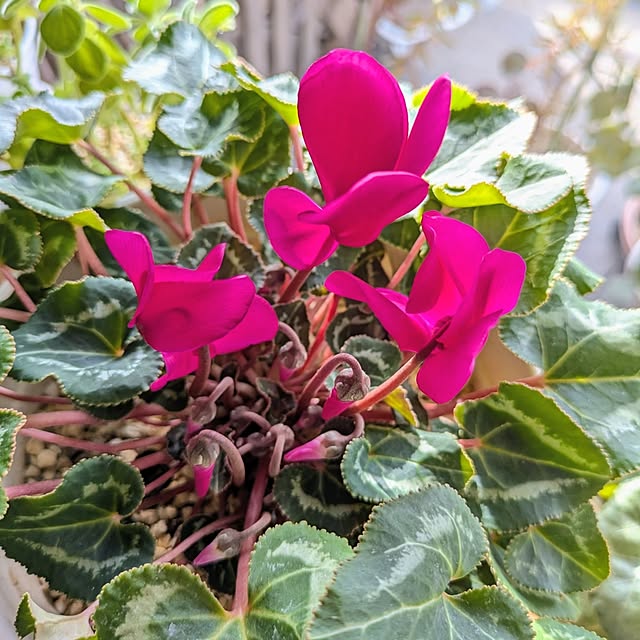 mi-saさんの部屋