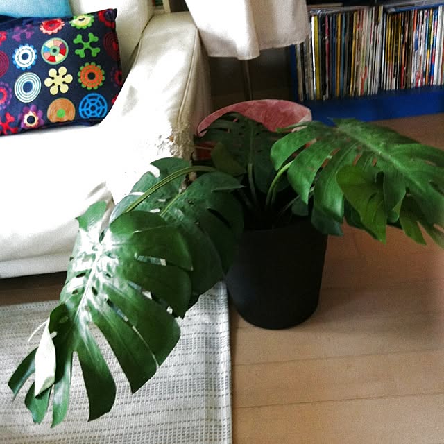 Toshikoさんの実例写真