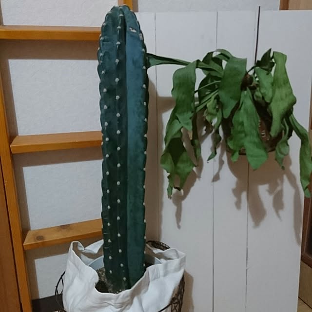 Reiさんの実例写真