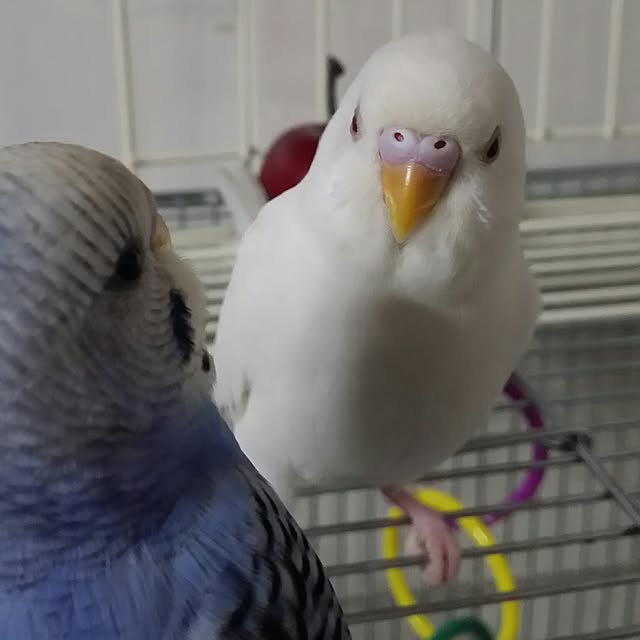 karinさんの実例写真