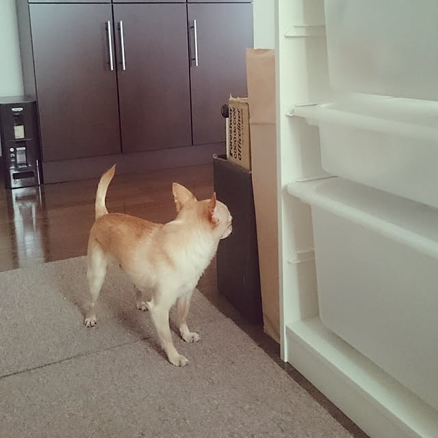 shirogomaさんの実例写真