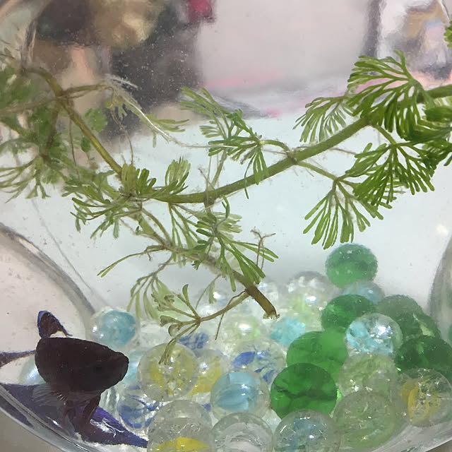 emiさんの実例写真