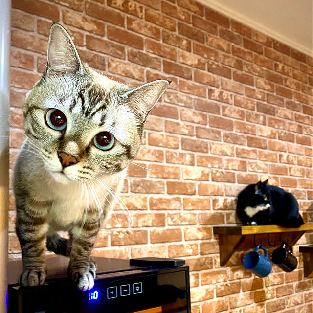 butachanさんの実例写真