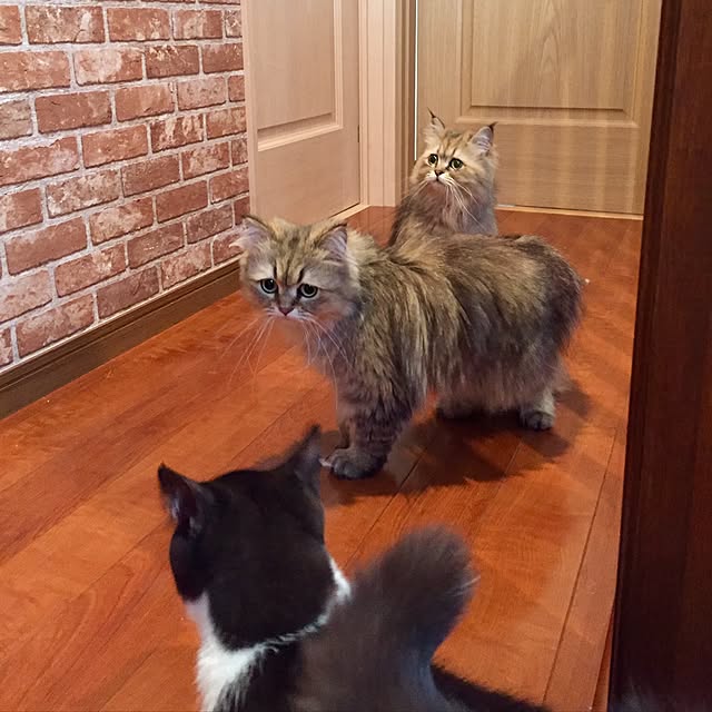 butachanさんの実例写真
