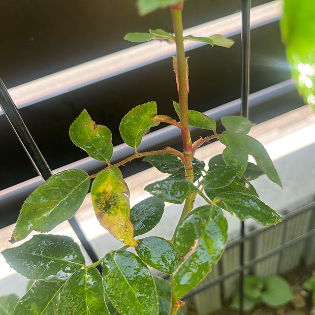 Virolさんの部屋