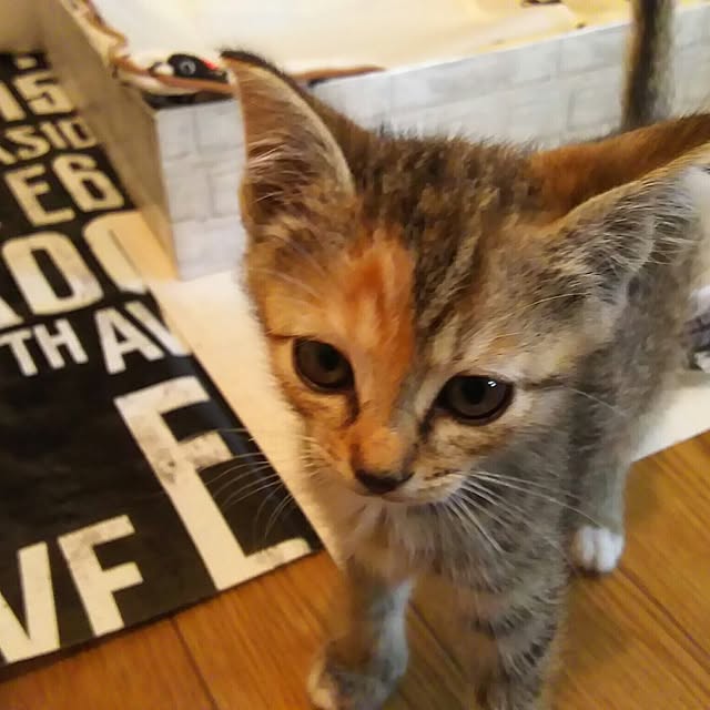 chaiさんの実例写真
