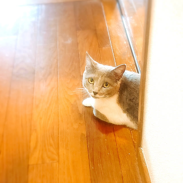 chondyさんの実例写真