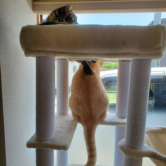 makoさんの実例写真