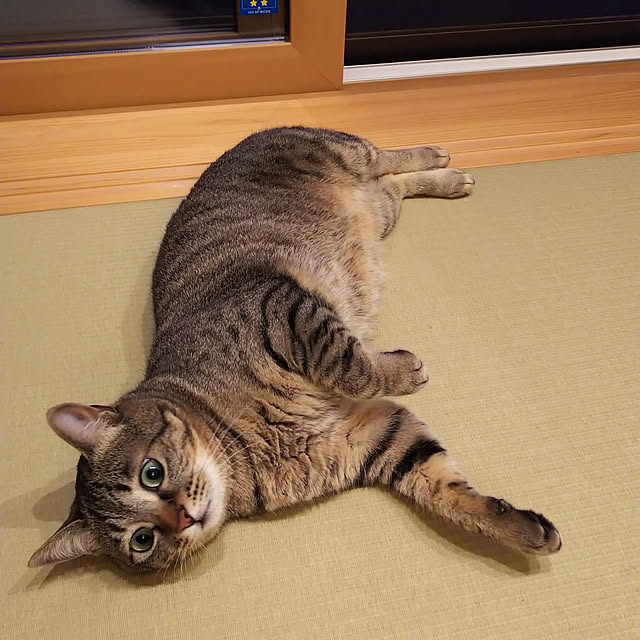 youkoasaさんの実例写真