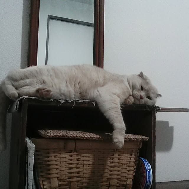 yoccoさんの実例写真