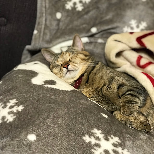 Tomokaさんの実例写真