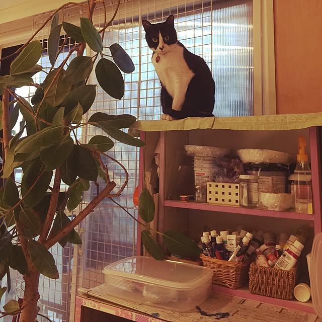 kimishigureさんの実例写真