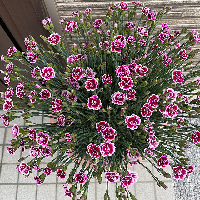 ronronさんの部屋