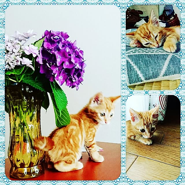 mikarinさんの実例写真