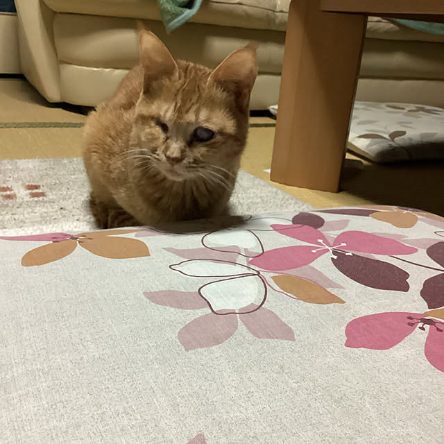 conatuさんの実例写真