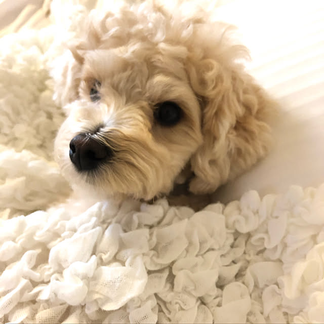 ichgoさんの実例写真
