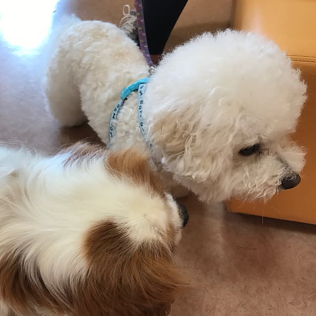 pepeさんの実例写真