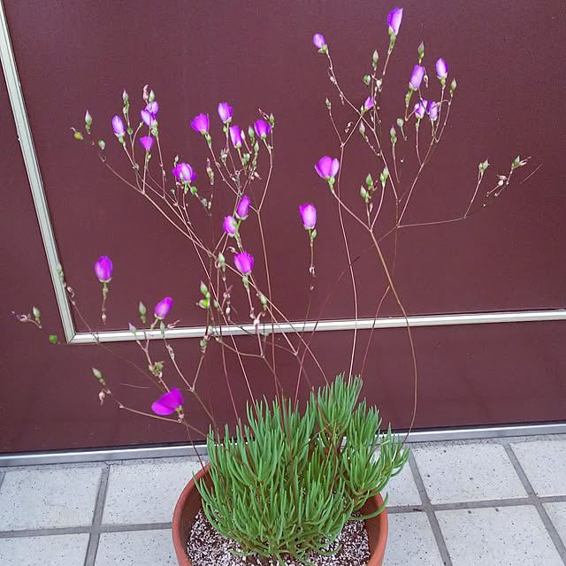 katuさんの実例写真
