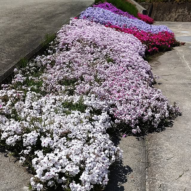 玄関/入り口/ガーデニング/花のある暮らし/芝桜/５人家族...などのインテリア実例 - 2025-05-04 11:21:02