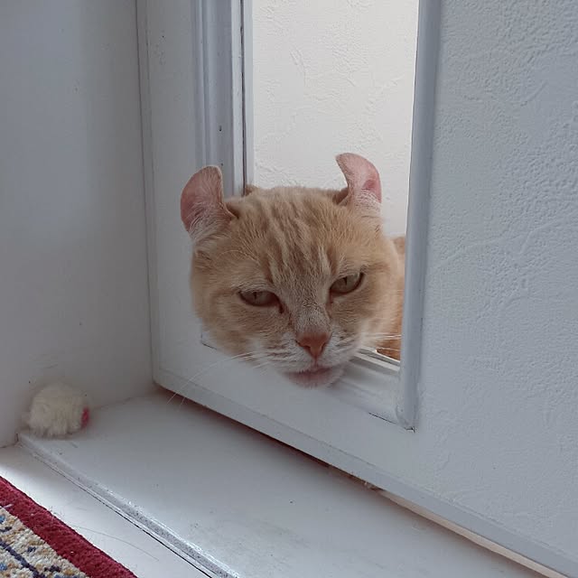 cottonさんの実例写真