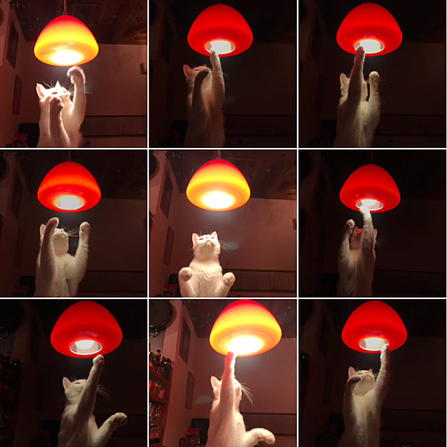 sakurasakuさんの実例写真