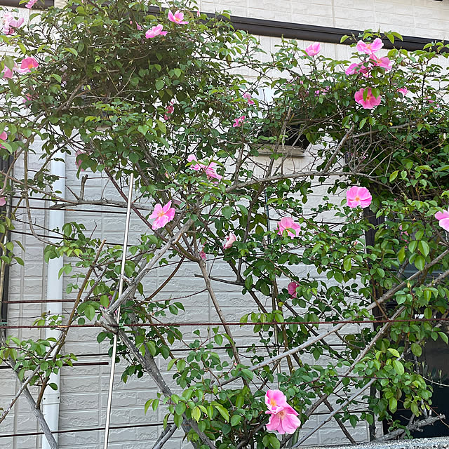 Happyさんの部屋