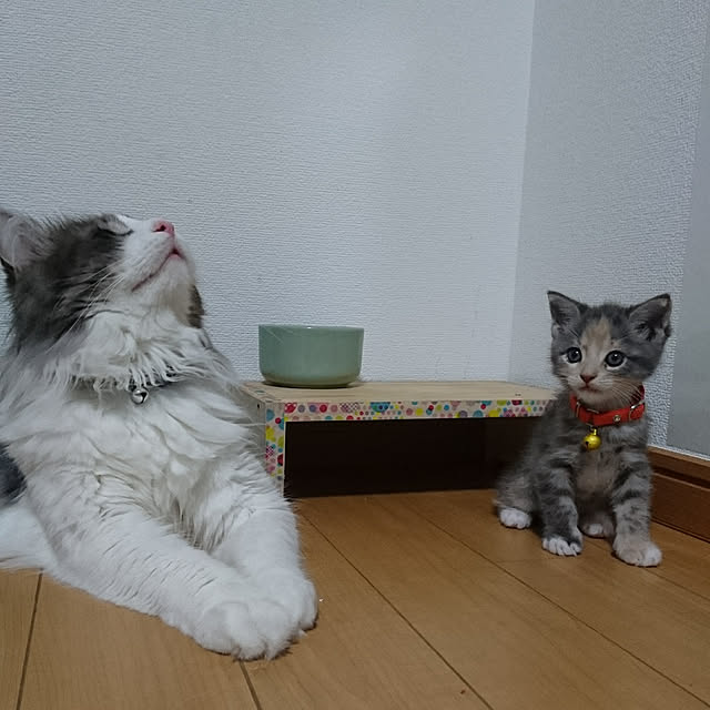 shinobuさんの実例写真