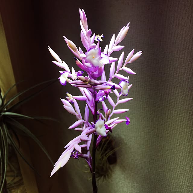 S-Tillandsiaさんの実例写真