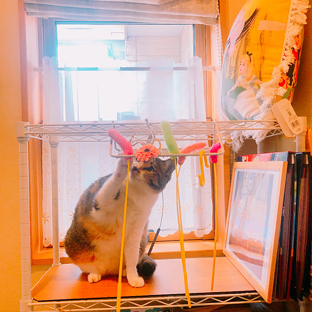 bibiさんの実例写真