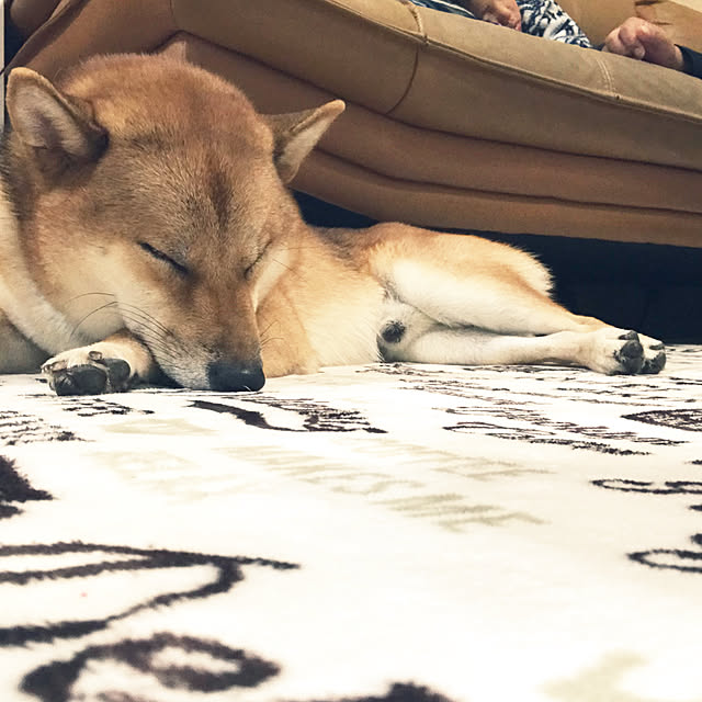 pillowsさんの実例写真