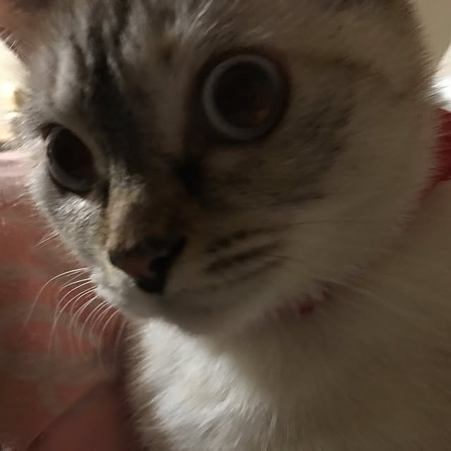 nachuさんの実例写真