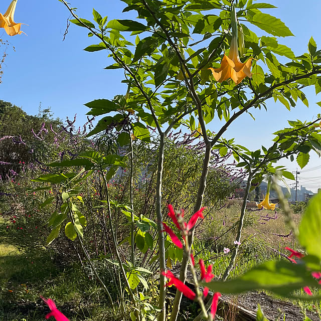 natsumiさんの部屋