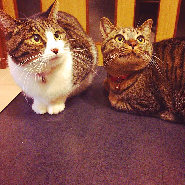 Makotoさんの実例写真