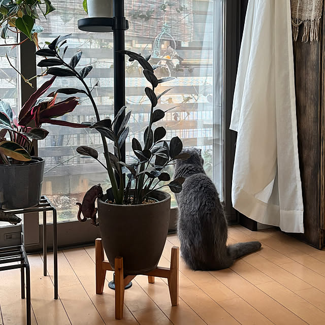 greycatsさんの部屋