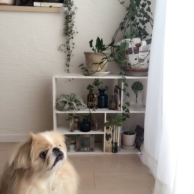 bubuさんの実例写真