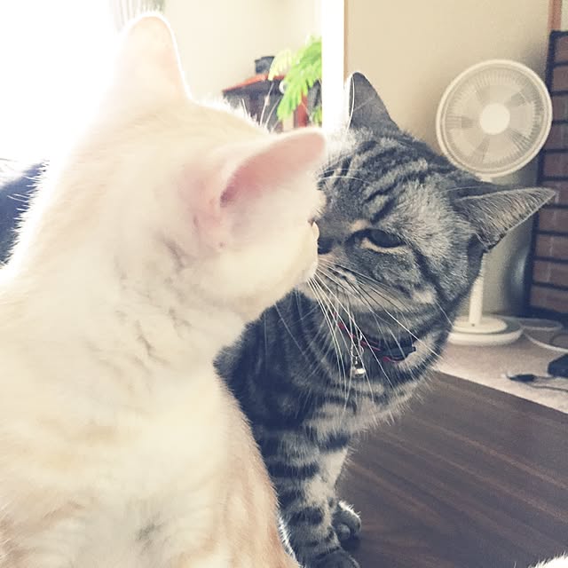 hiyupan88さんの実例写真